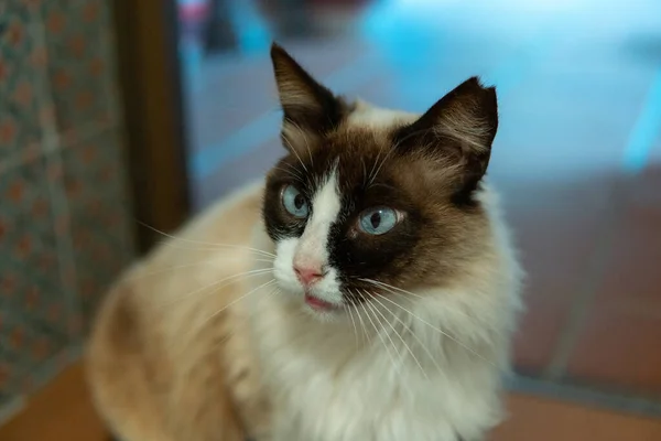 Ragdoll Chat Portrait Fond — Photo