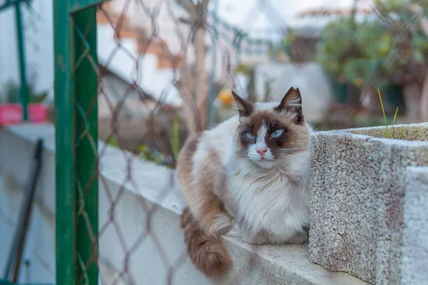 Ragdoll Gato Atrás Uma Cerca Retrato — Fotografia de Stock