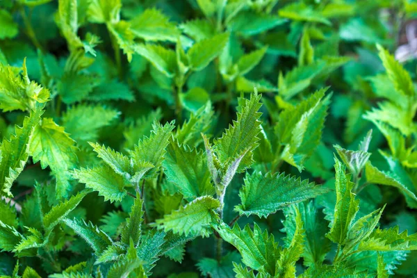 Side view of natural growing bush of stinging nettles in the forest. — Stock Image Side View Natural Growing Bush Stinging Nettles Forest Stock Picture