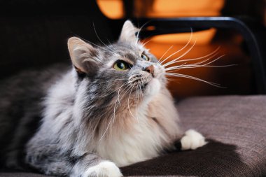 Güzel tüylü kedi karanlık bir odada.