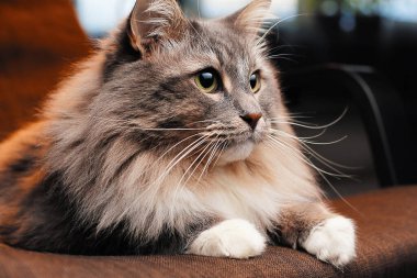 Güzel tüylü kedi karanlık bir odada.