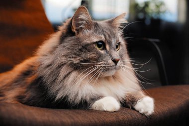 Güzel tüylü kedi karanlık bir odada.