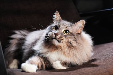 Güzel tüylü kedi karanlık bir odada.