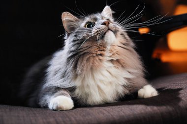 Güzel tüylü kedi karanlık bir odada.