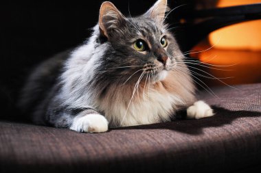 Güzel tüylü kedi karanlık bir odada.