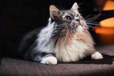 Güzel tüylü kedi karanlık bir odada.