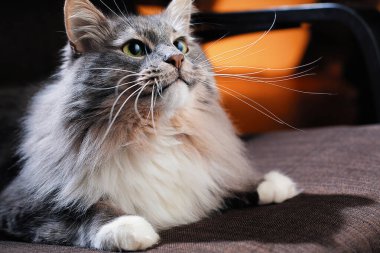 Güzel tüylü kedi karanlık bir odada.