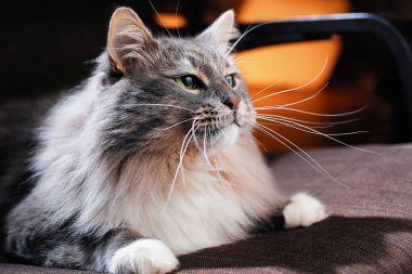 Güzel tüylü kedi karanlık bir odada.