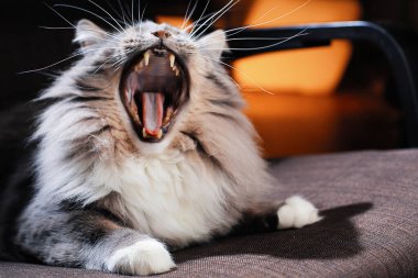 Güzel tüylü kedi karanlık bir odada.