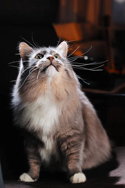 Krásná Chlupatá Kočka Tmavém Pokoji — Stock fotografie