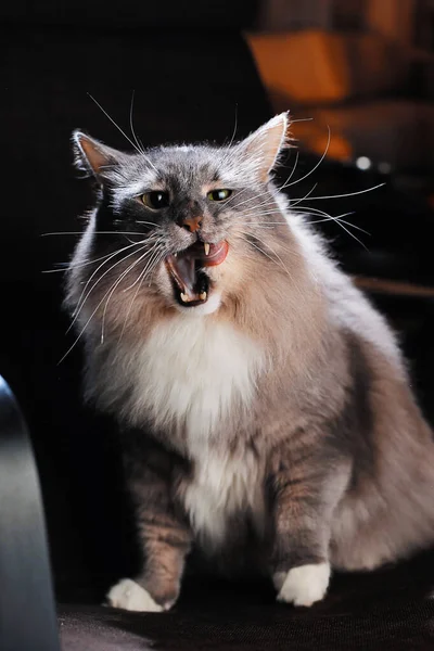 Beau Chat Fourrure Dans Une Pièce Sombre — Photo