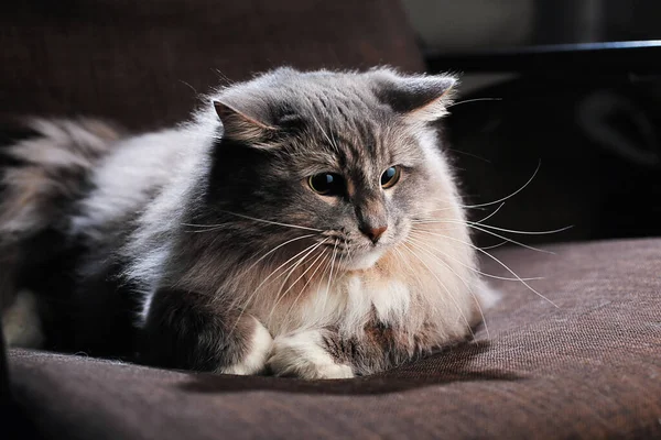 Pisică Blană Frumoasă Într Cameră Întunecată — Fotografie, imagine de stoc