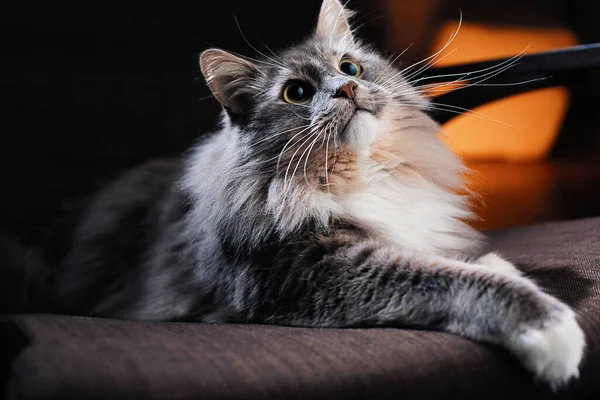 Pisică Blană Frumoasă Într Cameră Întunecată — Fotografie, imagine de stoc