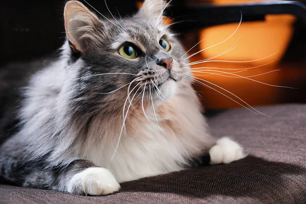 Güzel tüylü kedi karanlık bir odada.
