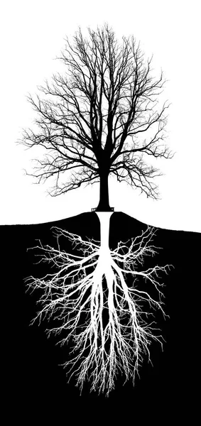 large tree with roots on the hill, drawing