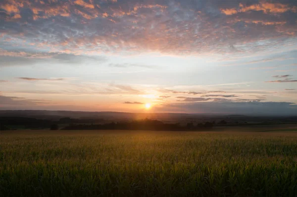 Campo de maíz al atardecer con nubes —  Fotos de Stock