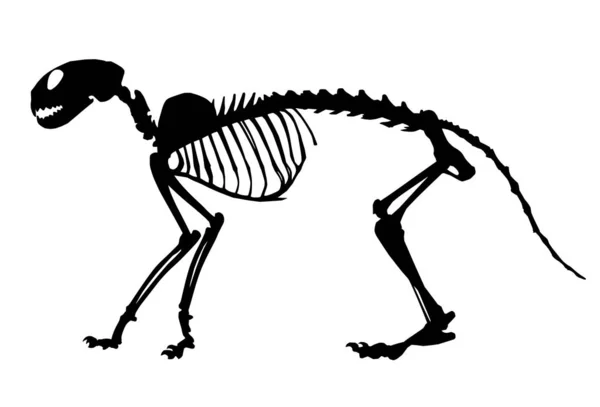 Cat skeleton, black silhouette on white background — Stock Photo, Image