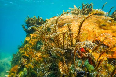 Sert ve yumuşak mercanların dalış yaptığı sualtı deniz manzarası