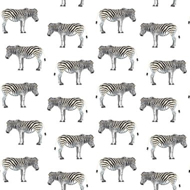 Seamless pattern, background with adult zebra. Realistic drawing, animalism. Illustration on white background.