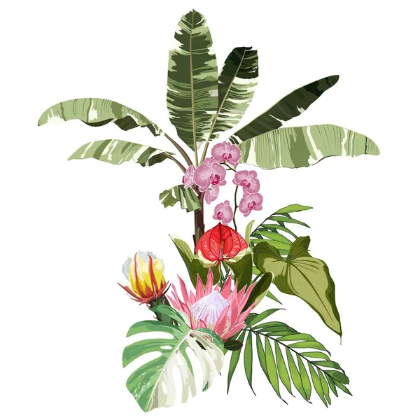 Tropische Palme Bananenbaum Kokosnuss Rote Hibiskusblüten Komposition Über Weißem Hintergrund — Stockvektor