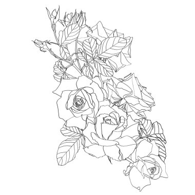 Hand drawn summer line bouquet: rustic Roses, line art. Hand painted flowers isolated on white background for design.