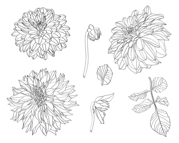 Sketch Floral Botany Collection Dahlia Dessins Fleurs Noir Blanc Avec — Image vectorielle