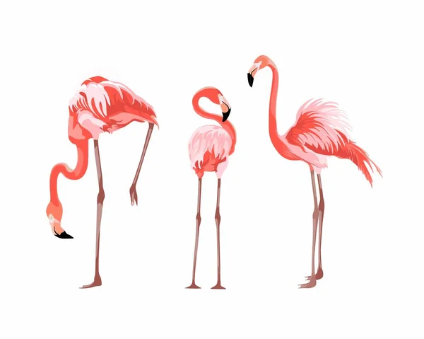 Exotische Rosafarbene Flamingos Paaren Sich Schnabel Schnabel Herzform Paarungszeit Detaillierte — Stockvektor