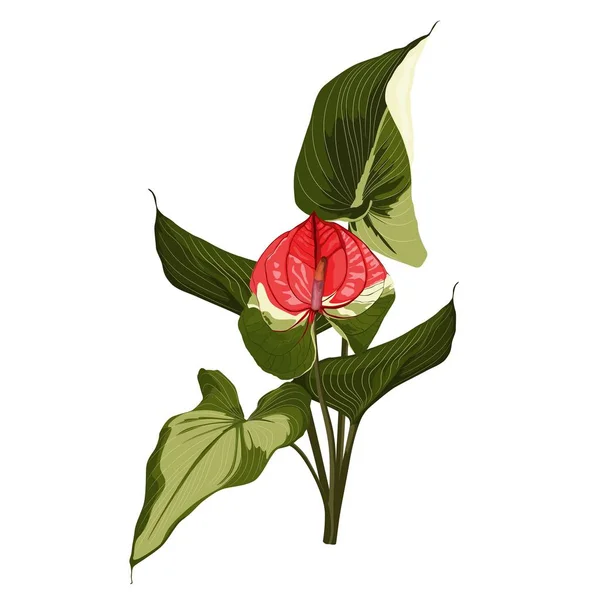 Tropische Rote Spathiphyllum Lilien Blühen Auf Weißem Hintergrund Mode Sommerdruck — Stockvektor