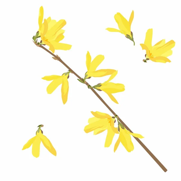 Horizontal Branch Spring Forsythia Blossoms Realistic Illustration Isolated Background — Stock vektor