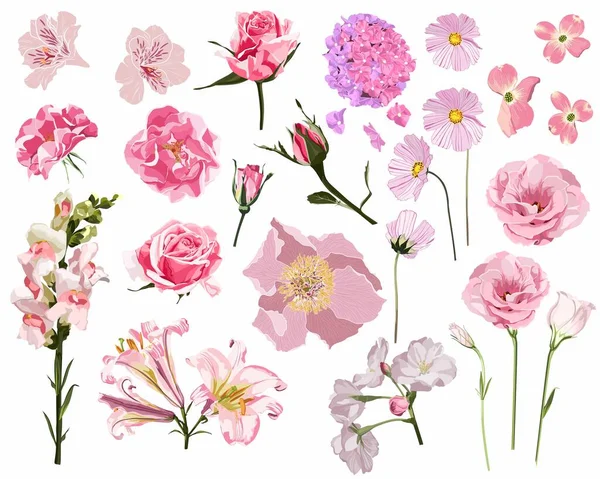 Ensemble Fleurs Été Rose Sauvage Carte Vœux Avec Fleurs Jardin — Image vectorielle