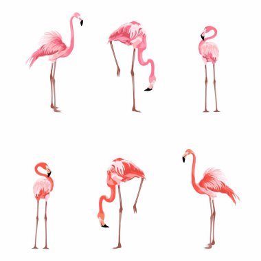 Egzotik pembe flamingo kuşları seti. Ayrıntılı vektör tasarımı çizimi beyaz arkaplanda izole edildi. Valentine..