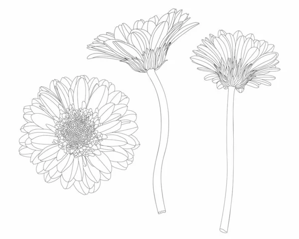 Bellissimo Fiore Monocromatico Linea Gerbera Bianco Nero Insieme Isolato Linee — Vettoriale Stock