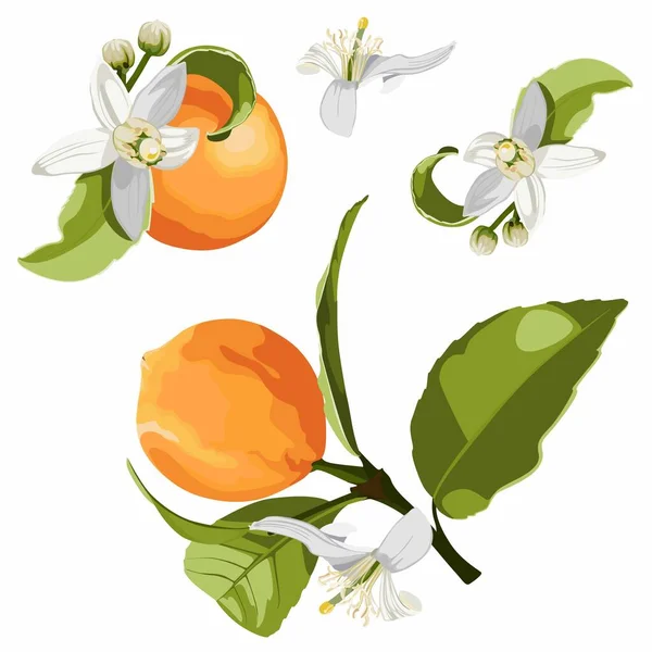 Zitrusfrüchte Isoliert Orangenzweig Mit Blüten Und Blättern Gestaltungselement Für Tee — Stockvektor