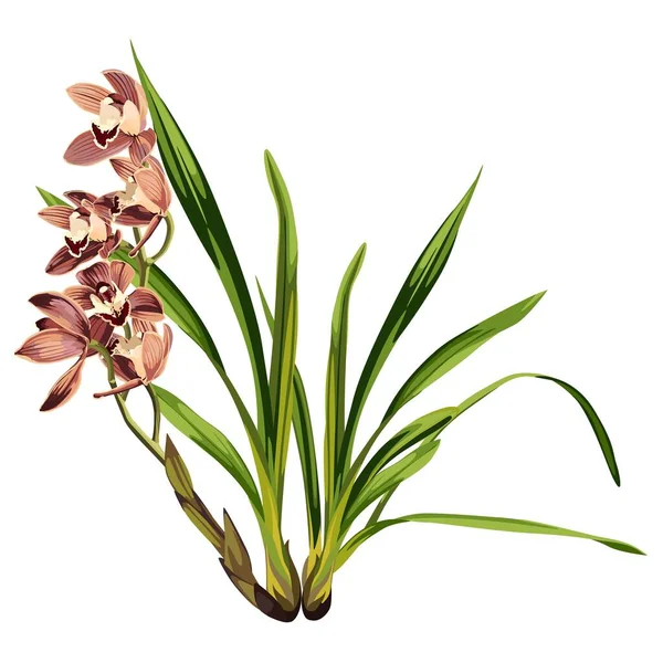 Orquídea Marrom Inflorescência Flores Tropicais Exóticas Isoladas Fundo Branco Floração —  Vetores de Stock