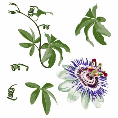 Tropik çiçek, Tutku çiçeği, yaprakları dallı, izole nesne, Violet passiflora tropikal çiçek.