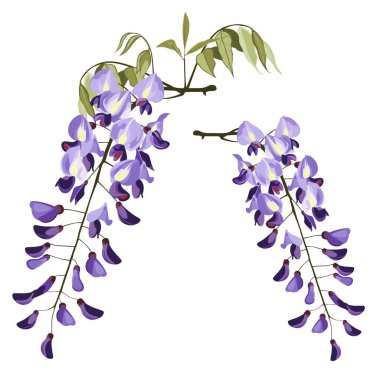 Branch of outline Wisteria flower bunch in pastel purple, bud and green leaf isolated on white background. Blossoming ornamental plant Wisteria. clipart