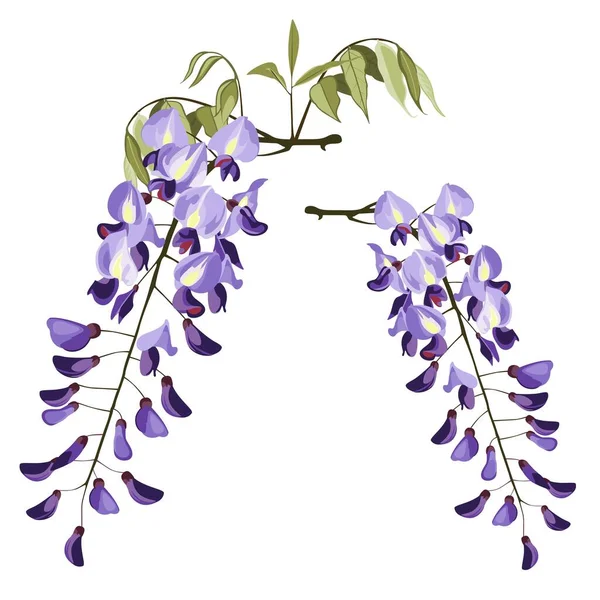 Beyaz arka planda izole edilmiş morumsu ve yeşil yapraklı Wisteria çiçeği demeti. Çiçekli süs bitkisi Wisteria.