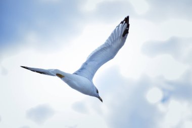 A low angle shot of a white European herring gull flying under a bright sky - freedom concept