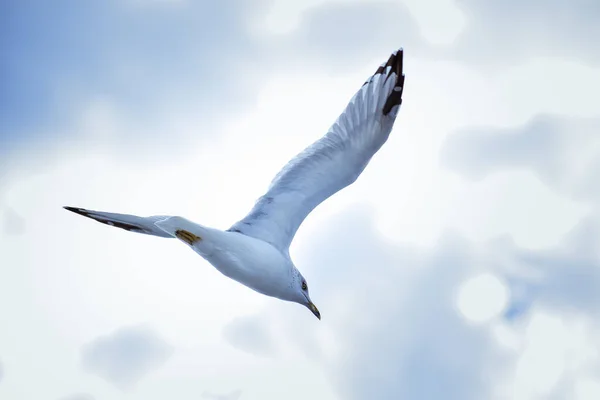 A low angle shot of a white European herring gull flying under a bright sky - freedom concept — Stock Photo, Image