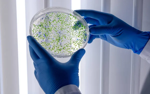 Scientific Handling Cultures Petri Dishes Bioscience Laboratory Refrigerator Concept Science Stock Picture