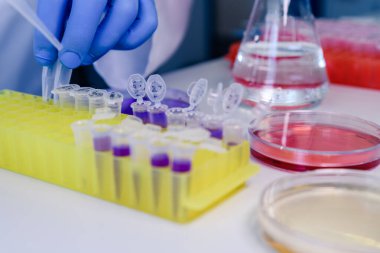 DNA araştırmaları için plastik tüplerde pipet ve matarayla çalışan bir bilim adamı. Bilim kavramı, laboratuvar ve hastalıklar üzerine çalışma.