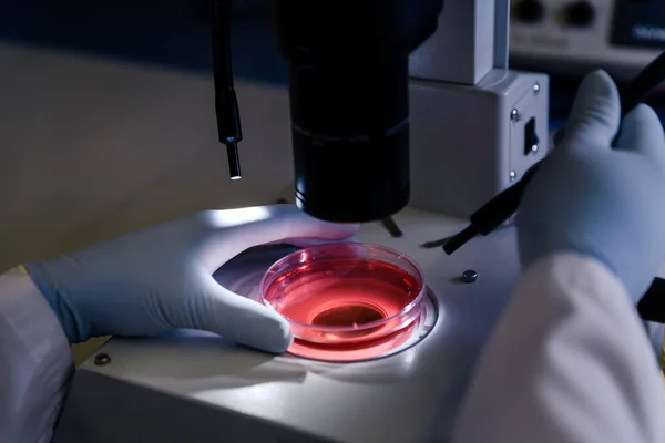 Manipulación Científica Estereomicroscopio Ligero Examina Cultivo Una Placa Petri Para — Foto de Stock