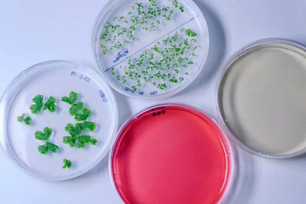Cultuur Een Petrischaal Voor Farmaceutisch Biowetenschappelijk Onderzoek Begrip Wetenschap Laboratorium — Stockfoto