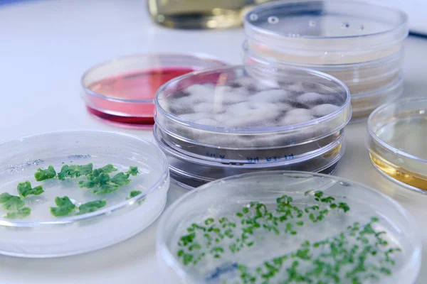 Microbiologische Cultuur Een Petrischaaltje Voor Farmaceutisch Biowetenschappelijk Onderzoek Begrip Wetenschap — Stockfoto