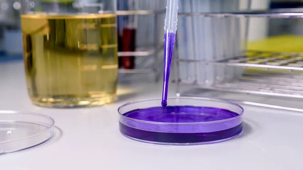 Pipet Met Druppel Vloeistof Petrischaaltjes Begrip Wetenschap Laboratorium Studie Van — Stockfoto