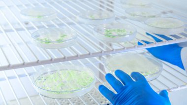 Biyolojik bilim laboratuarının buzdolabındaki petri kabındaki kültürlerle bilimsel ilgilenme. Bilim kavramı, laboratuvar ve hastalıklar üzerine çalışma. Coronavirus (COVID-19) tedavisi geliştiriliyor.