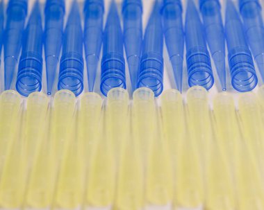 Mavi ve sarı evrensel laboratuvar pipet uçları. Laboratuvar ve bilim materyali kavramı.