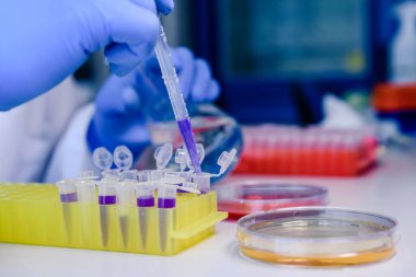 DNA araştırmaları için plastik tüplerde pipet ve matarayla çalışan bir bilim adamı. Bilim kavramı, laboratuvar ve hastalıklar üzerine çalışma. Coronavirus (COVID-19) tedavisi geliştiriliyor.