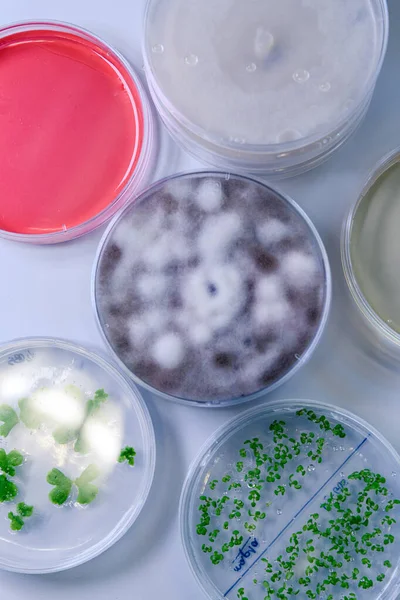 İlaç biyobilim araştırmaları için bir petri kabında mikrobiyolojik kültür. Bilim kavramı, laboratuvar ve hastalıklar üzerine çalışma. Coronavirus (COVID-19) tedavisi geliştiriliyor.