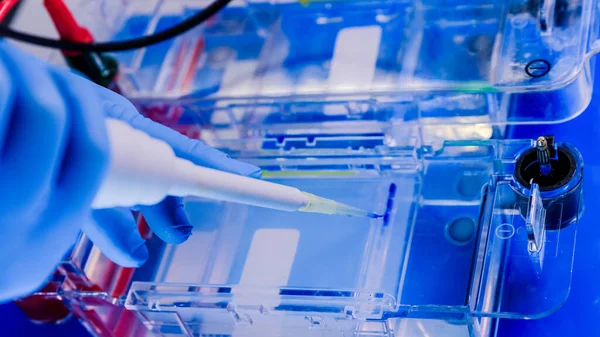 Elektroforez odasındaki jellerde protein ayrışması. Bilim kavramı, laboratuvar ve hastalıklar üzerine çalışma. Coronavirus (COVID-19) tedavisi geliştiriliyor.